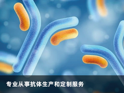 抗体制备 抗体制备