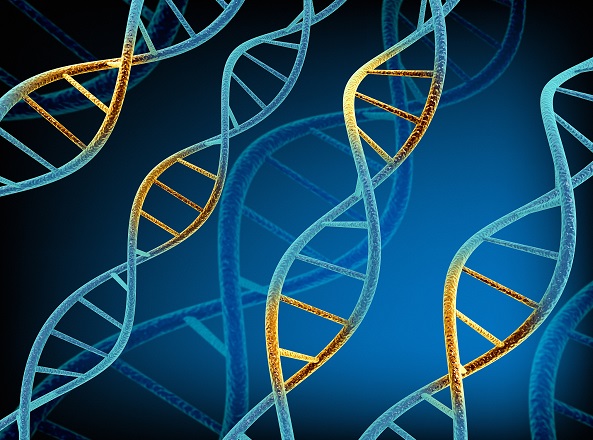 抗体制备 抗体制备