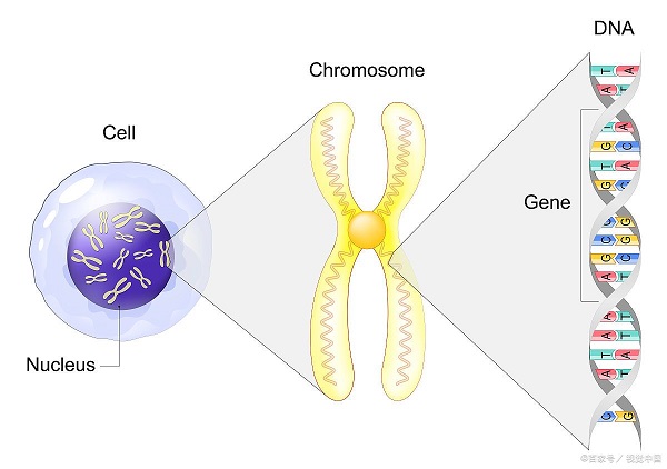 蛋白表达 蛋白表达