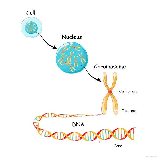 蛋白融合表达 蛋白融合表达