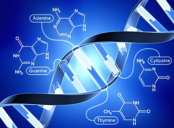 多肽链合成 多肽链合成